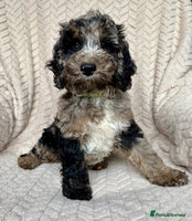 Cockapoo dogs - Advert 16