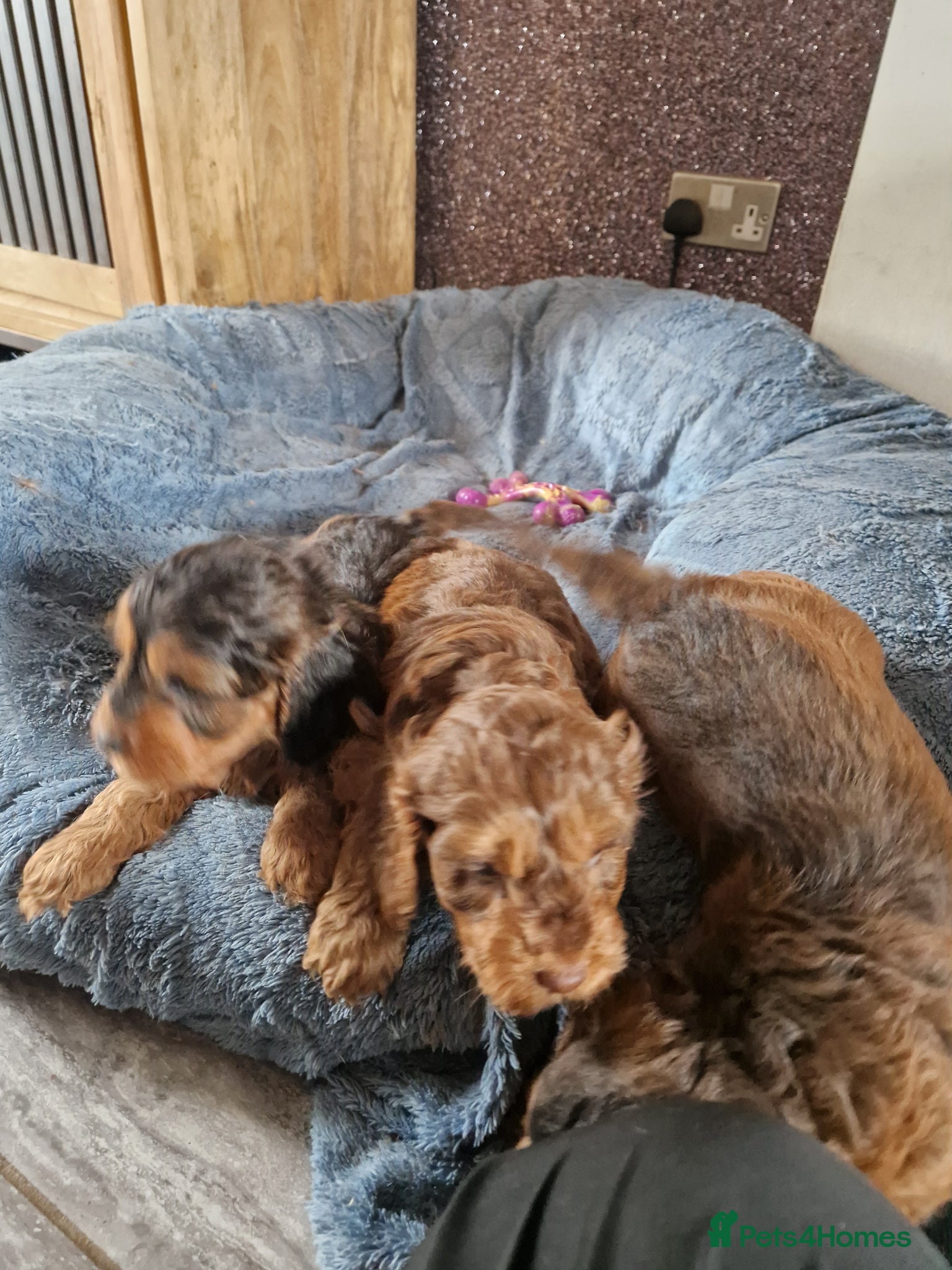 Cockapoo dogs for sale: RED AND SABLE F1 COCKAPOOS FOR SALE - Advert 6