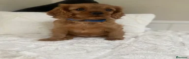 Cavalier King Charles Spaniel 3