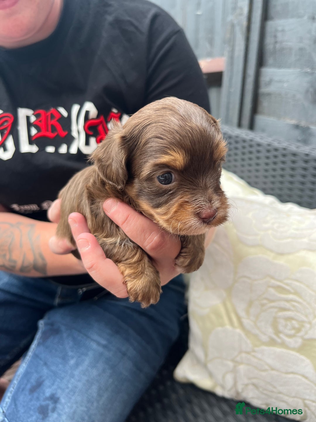 Shihpoo dogs for sale: Shihpoo - Image 4