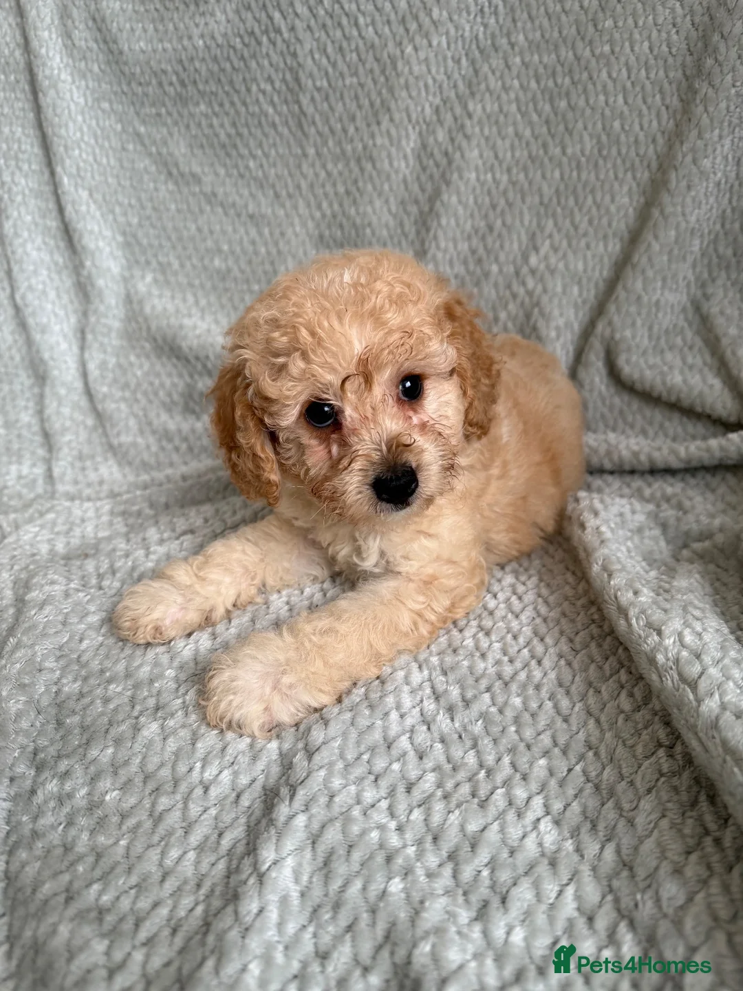Cavapoochon dogs for sale: READY TO LEAVE NOW!! Miniature cavapoochons - Advert 2
