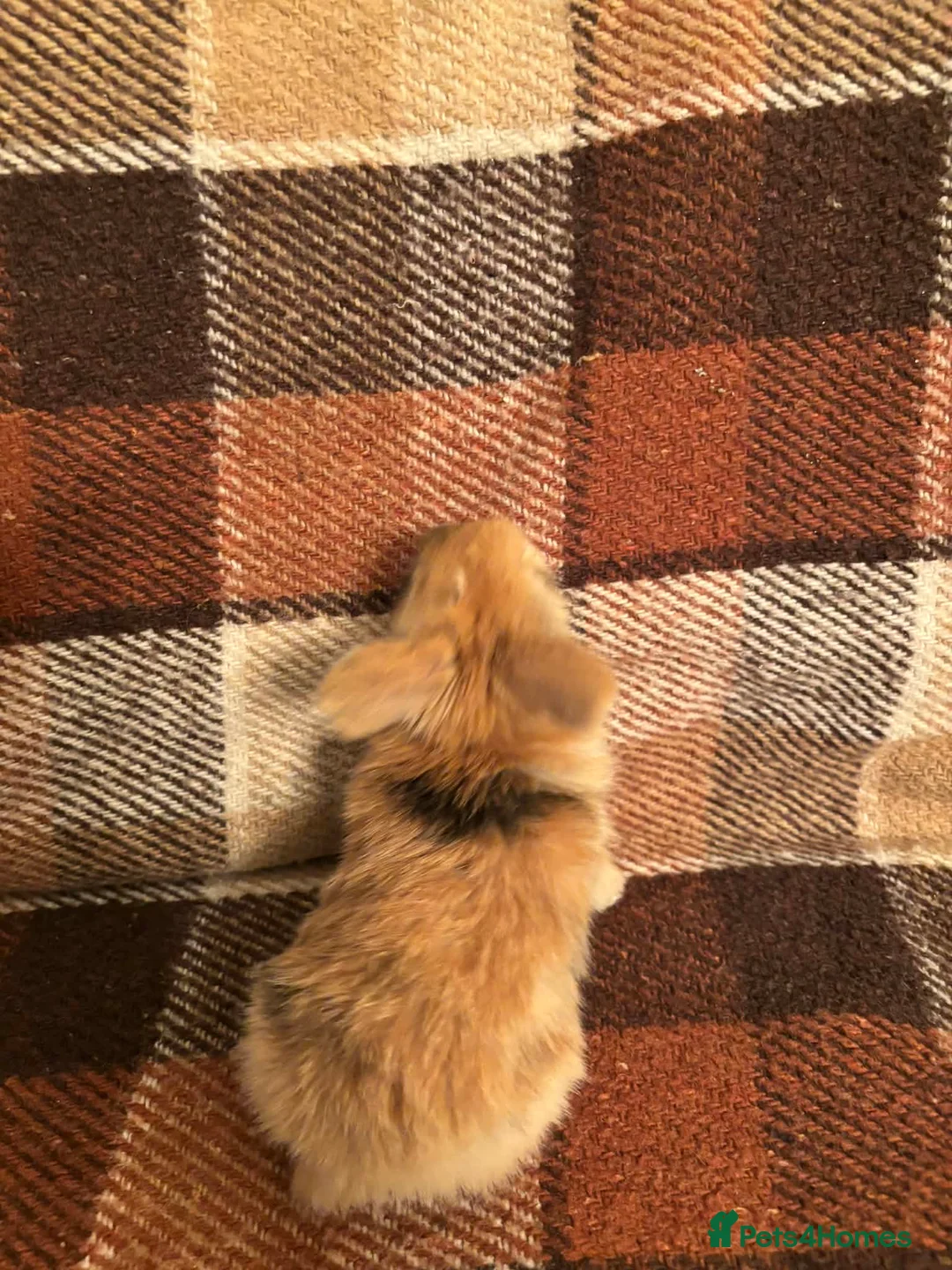 Mini Lop rabbits for sale: Baby Mini Lop rabbits available to loving homes.  - Advert 5