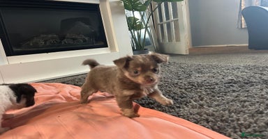 Chihuahua dogs - Advert 1