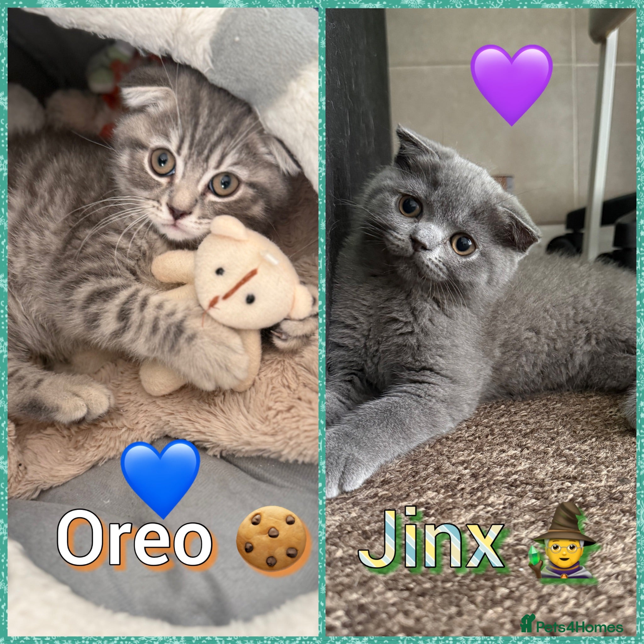 Scottish Fold cats Beautiful Scottish Fold&Straight Kittens–Ready Now - Advert 1