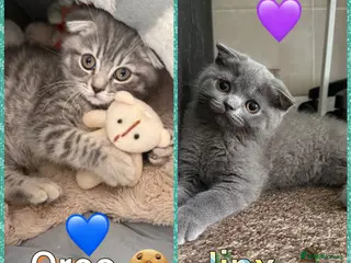 Scottish Fold cats Beautiful Scottish Fold&Straight Kittens–Ready Now - Advert 1