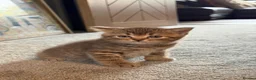British Shorthair cats for sale: Stunning British shorthair kitten  - Advert 16