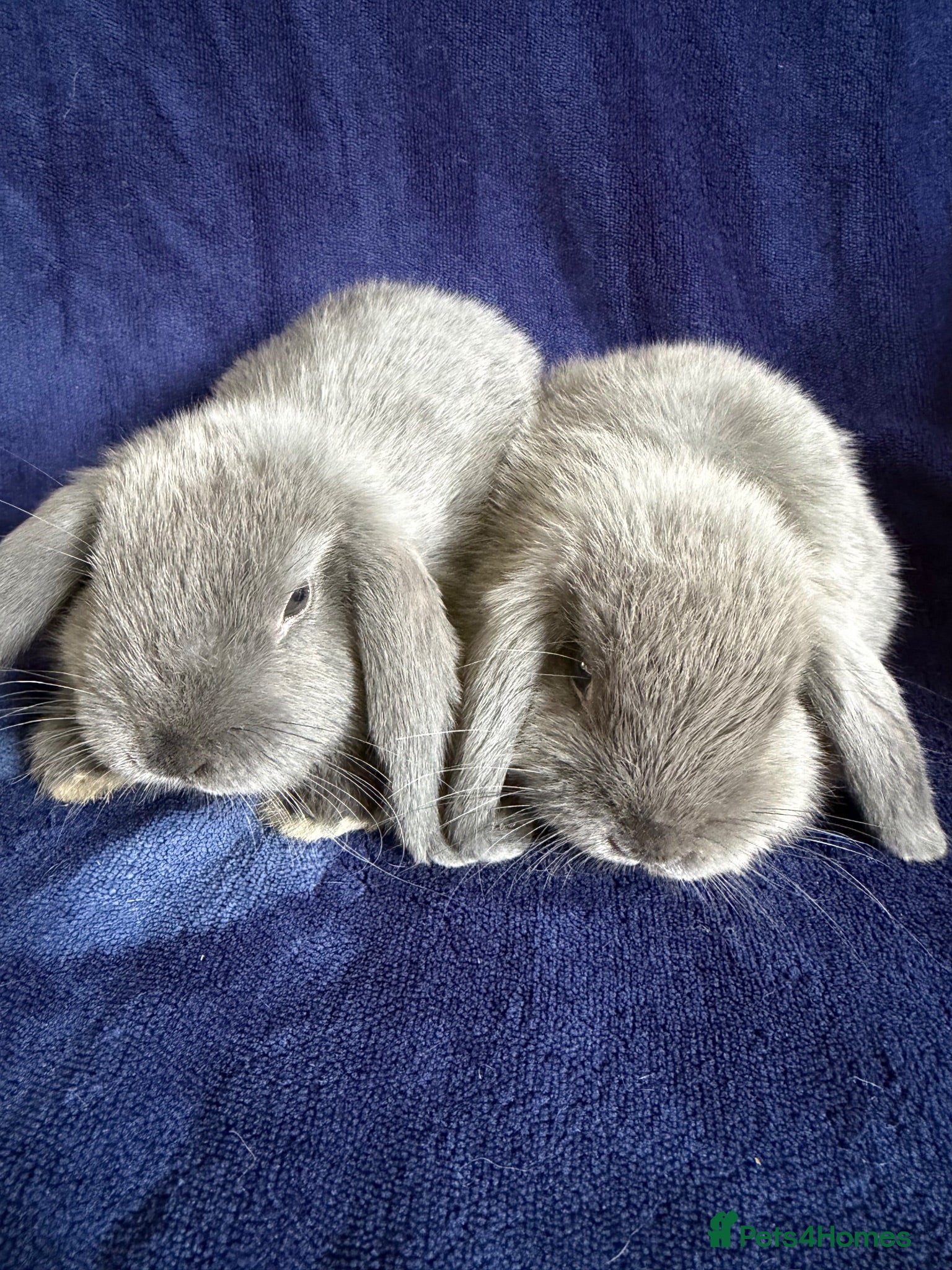 Mini Lop rabbits Mixed litter of mini lops - Advert 16
