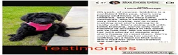 Labradoodle dogs for sale: Chunky health tested f1bb standard labradoodles  - Advert 11