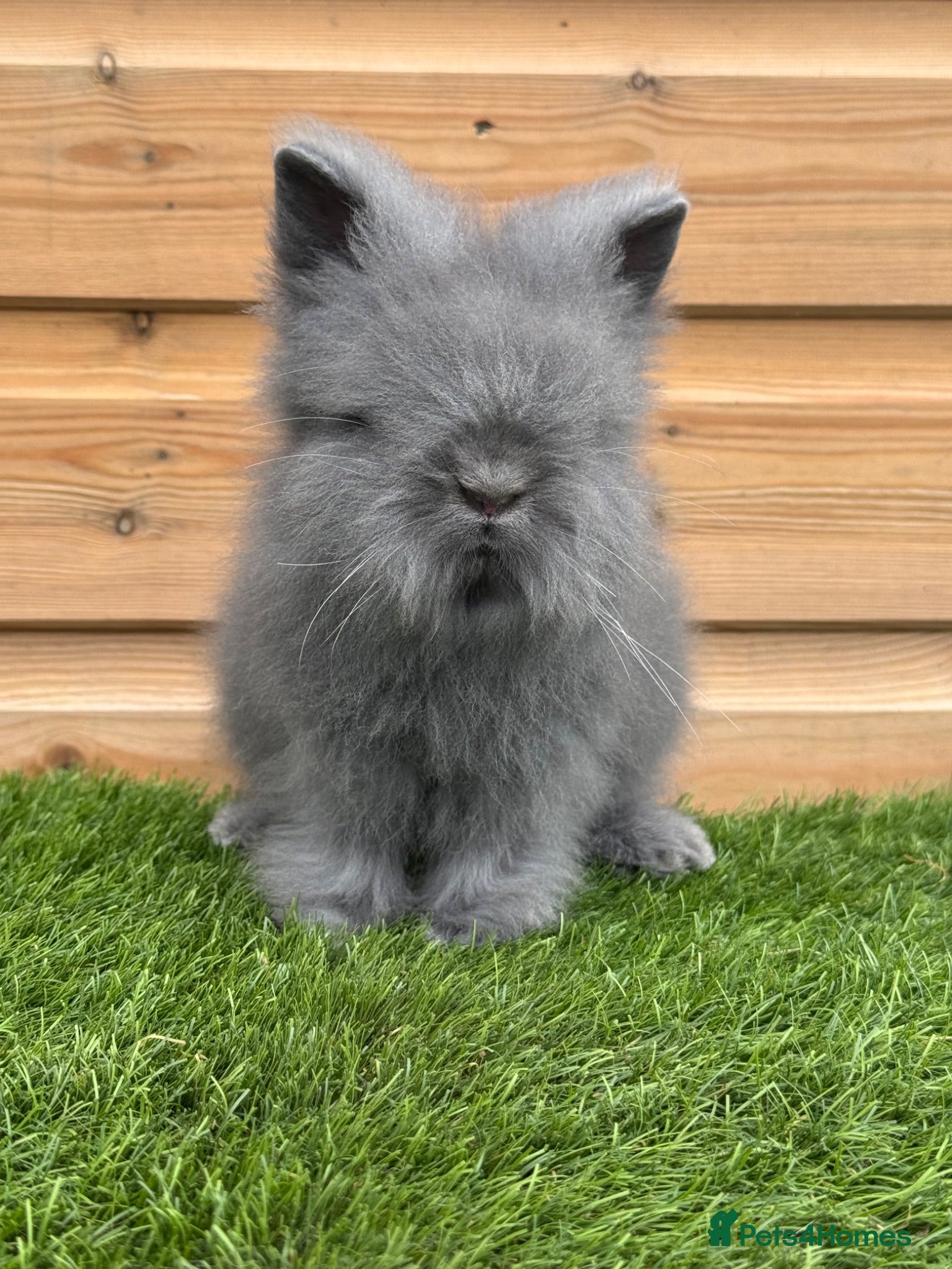 Lionhead rabbits Beautifully Bred Double Mane Lionhead Bunnies  - Advert 18