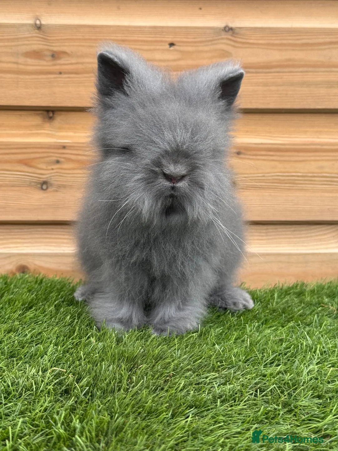Lionhead rabbits for sale: Beautifully Bred Double Mane Lionhead Bunnies  - Advert 1