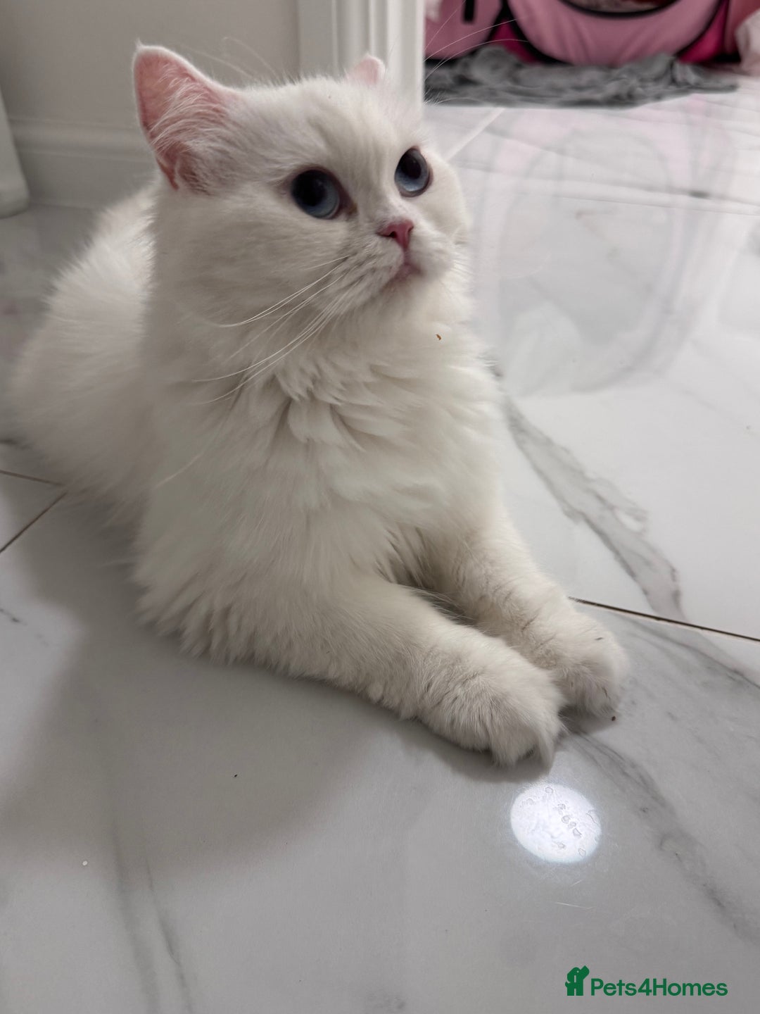 British Longhair cats for sale: Adorable Pure White Blue-Eyed British Kittens - Image 20
