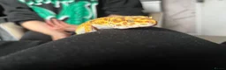 Leopard Gecko reptiles for sale: Female Leopard Gecko - Advert 3