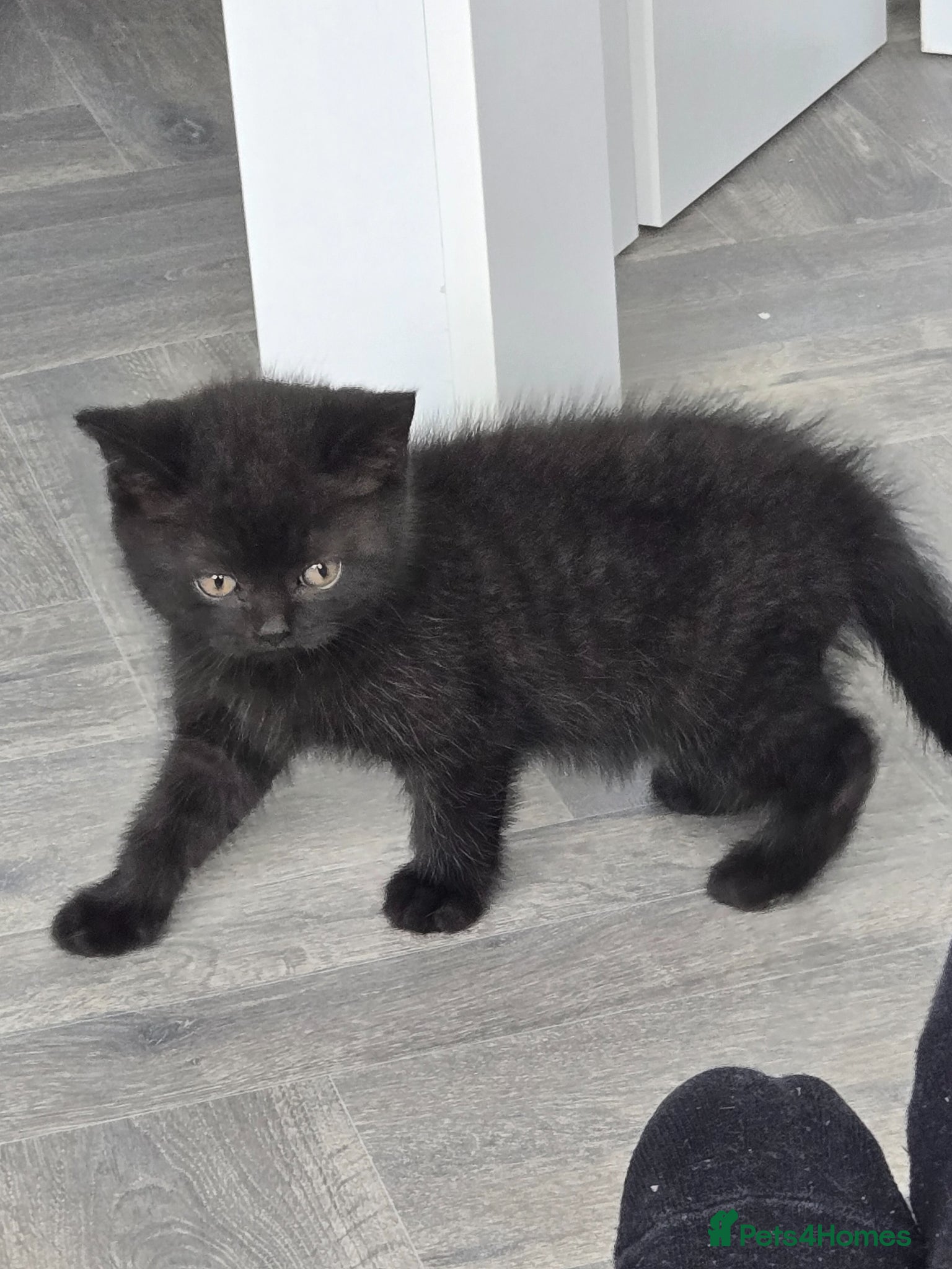 British Shorthair cats REDUCED & READY NOW - Advert 15