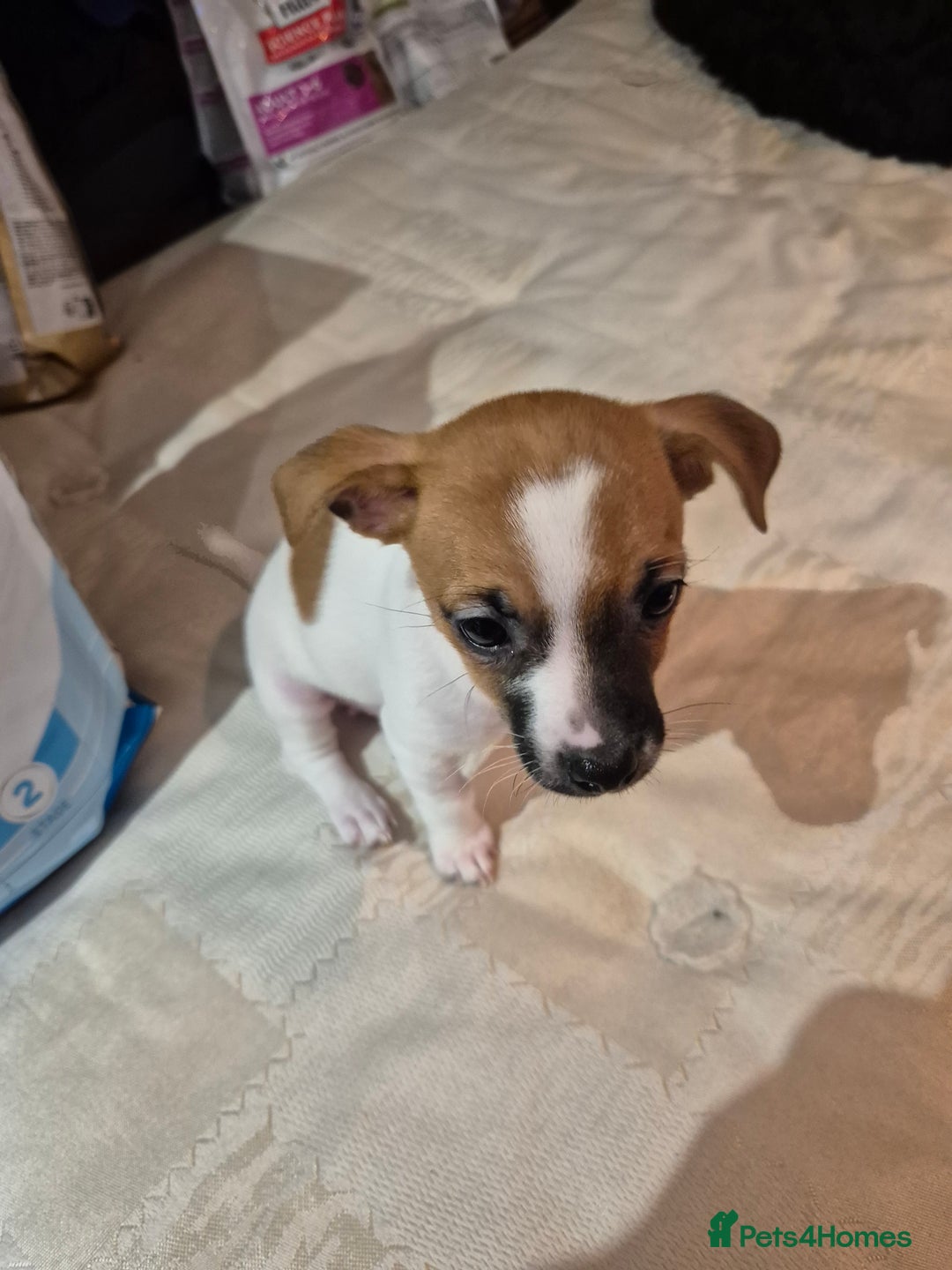 Mixed Breed dogs for sale: Jack Russell x Mini Pinscher - Advert 8