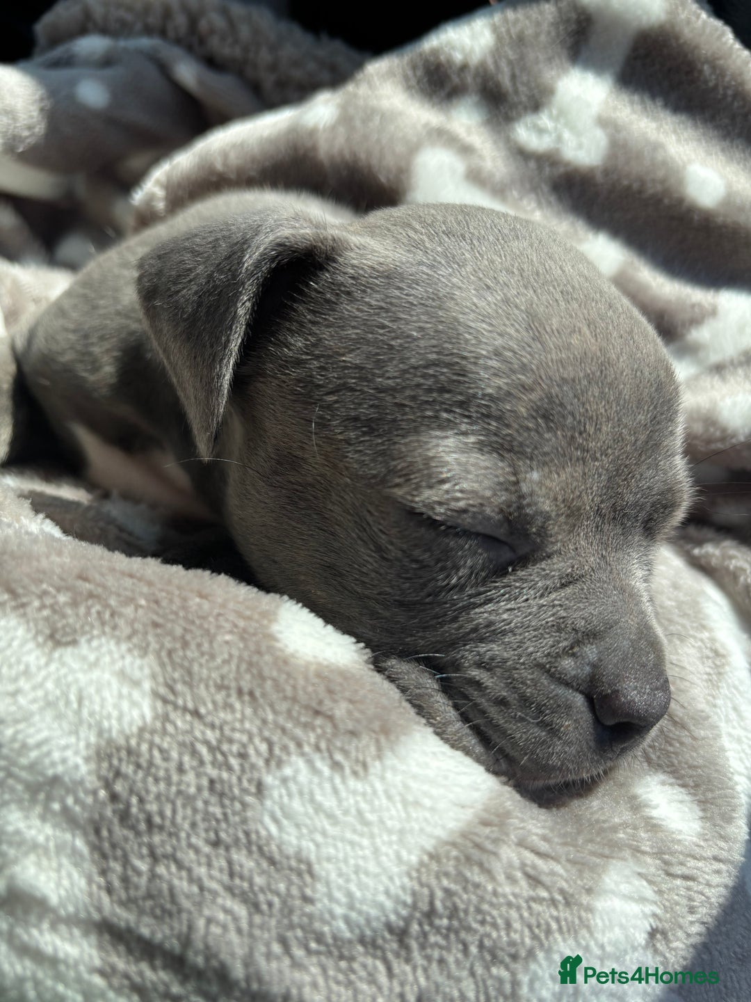 Mixed Breed dogs for sale: Classic American Bully  - Image 9