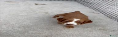 Sprocker 1
