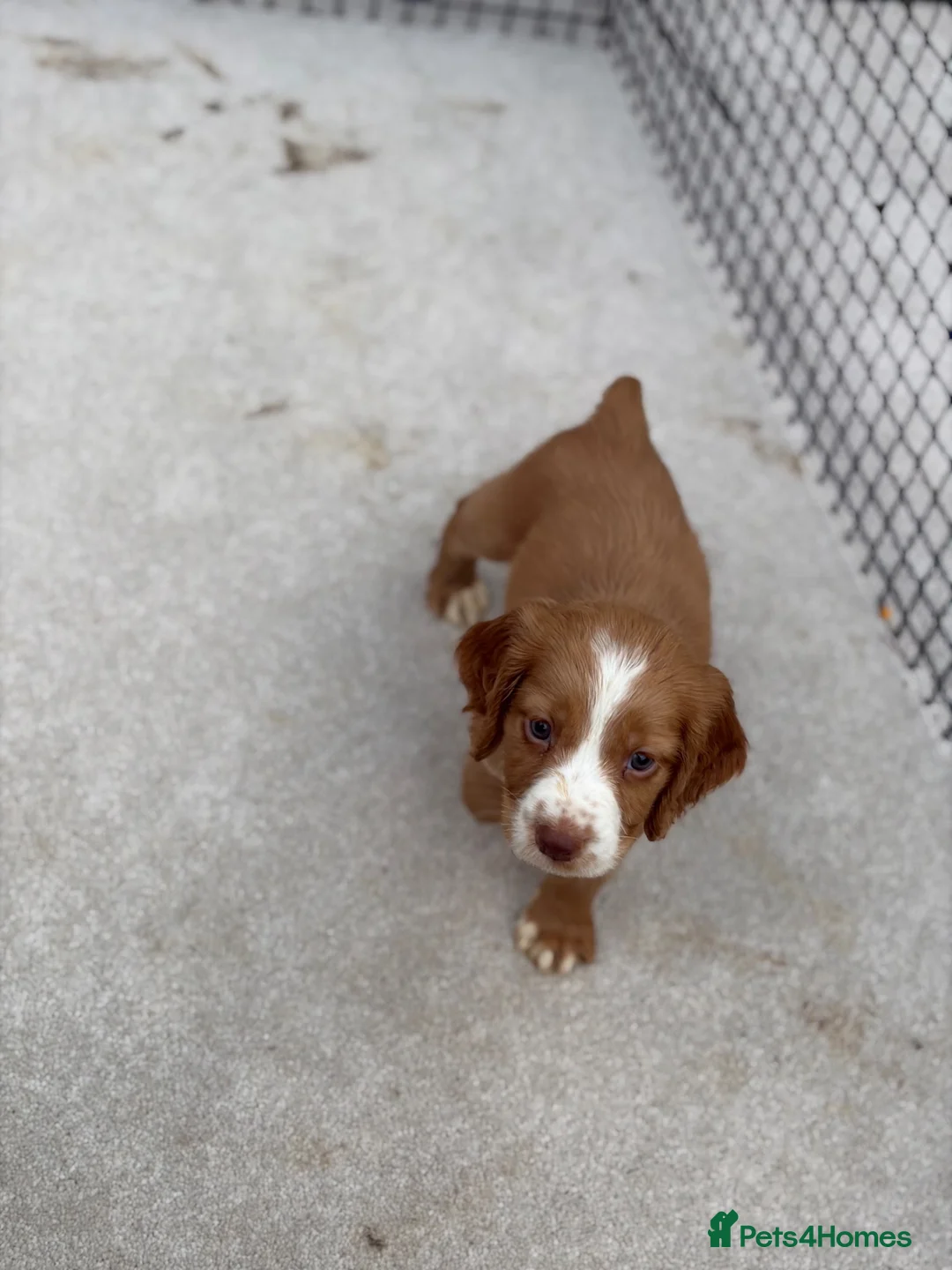 Sprocker dogs for sale: Working sprocker spaniels  - Advert 10