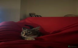 Maine Coon cats for sale: Taby part main coon  - Image 2