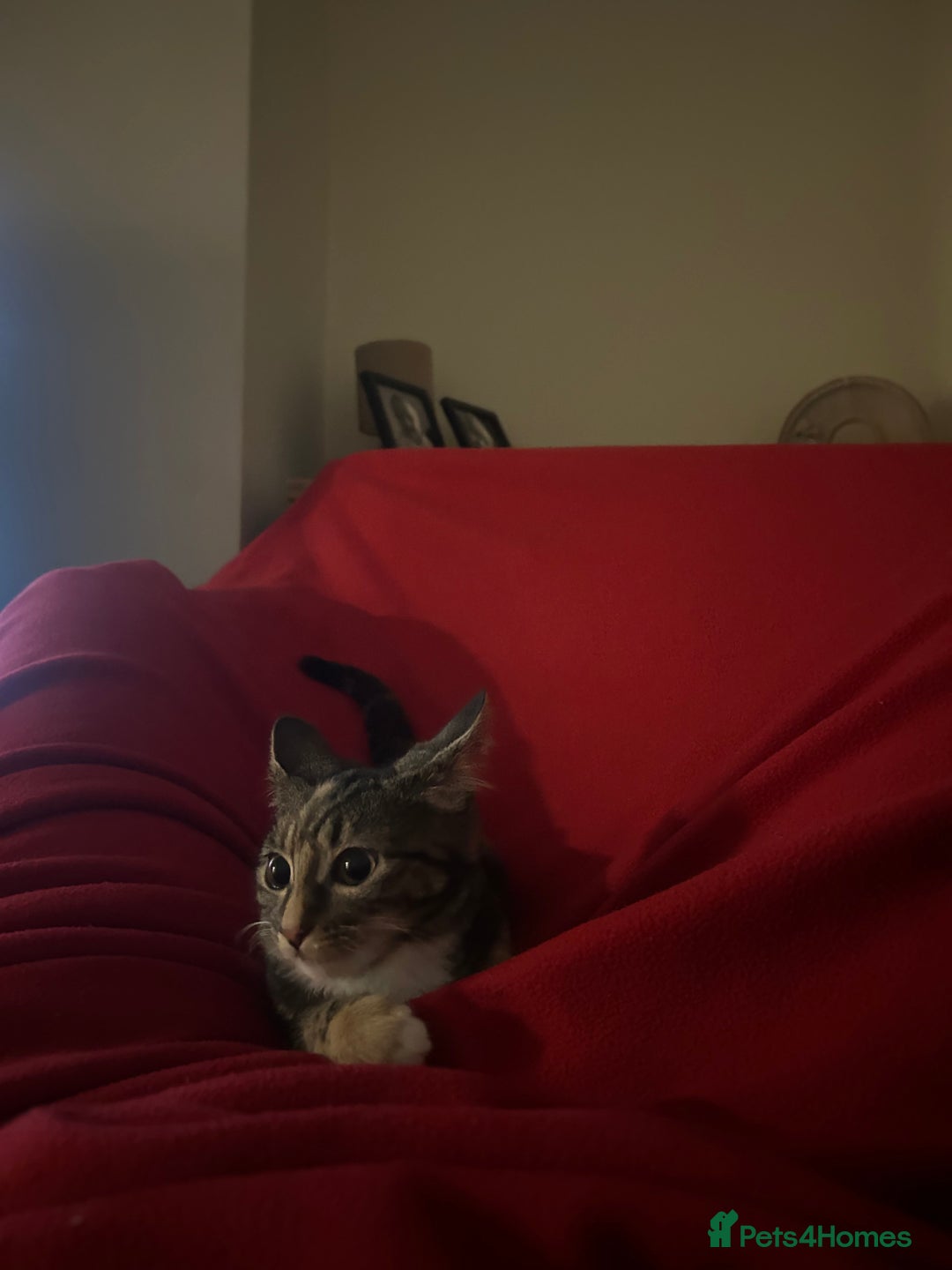 Maine Coon cats for sale: Taby part main coon  - Image 2
