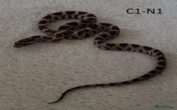 Corn Snake reptiles for sale: Babies Corn snakes - Image 6