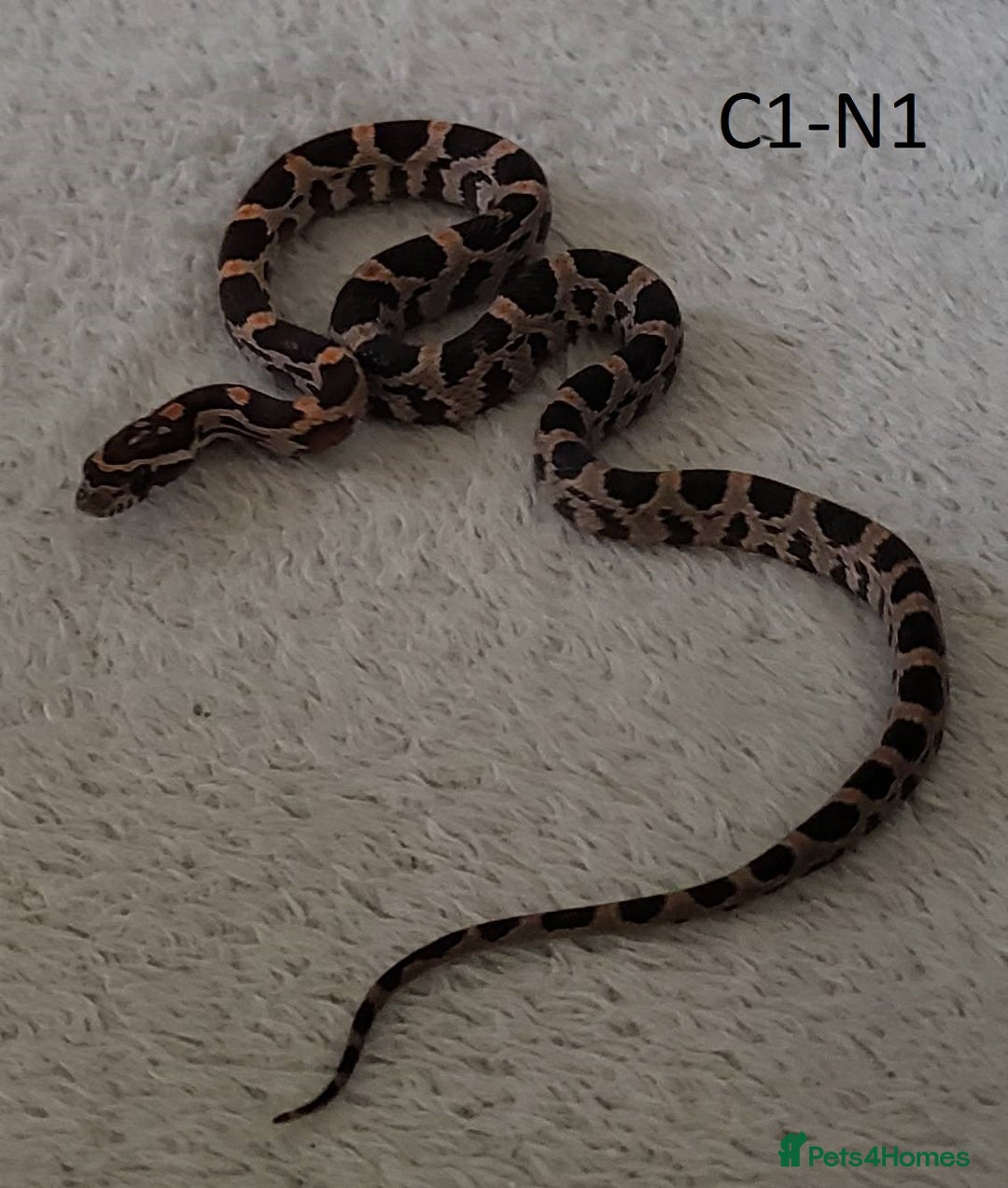 Corn Snake reptiles for sale: Babies Corn snakes - Image 6