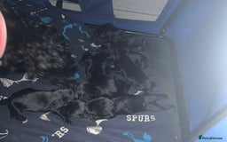 Mixed Breed dogs for sale: Emotional support cockapoo/Labrador puppies - Image 4