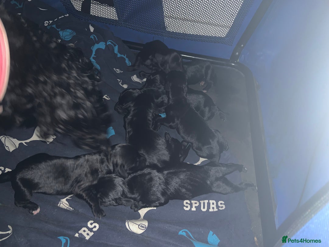 Mixed Breed dogs for sale: Emotional support cockapoo/Labrador puppies - Image 4