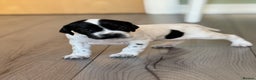 Pointer dogs for sale: Beautiful litter of Top Quality Pointer Puppies - Advert 2