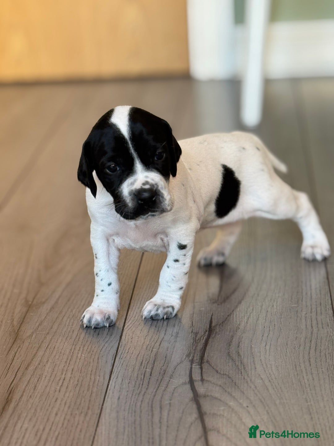 Pointer dogs for sale: Beautiful litter of Top Quality Pointer Puppies - Advert 2
