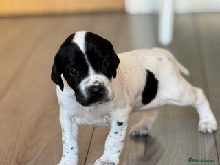 Pointer dogs Beautiful litter of Top Quality Pointer Puppies - Advert 1