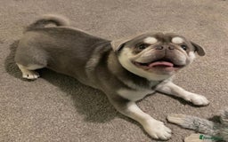 Pug dogs for stud: lilac tan pug KC & 5panel health tested in Newcastle - Image 6