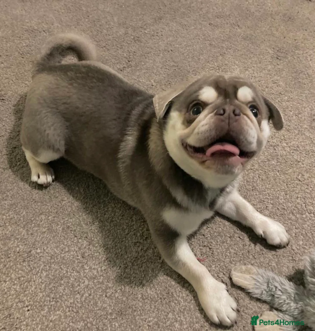 Pug dogs for stud: lilac tan pug KC & 5panel health tested - Advert 7