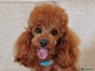 Toy Poodle dogs in Newmarket - Advert 1