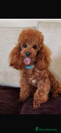 Toy Poodle dogs Beautiful DNA tested toy poodle stud in Newmarket - Advert 1