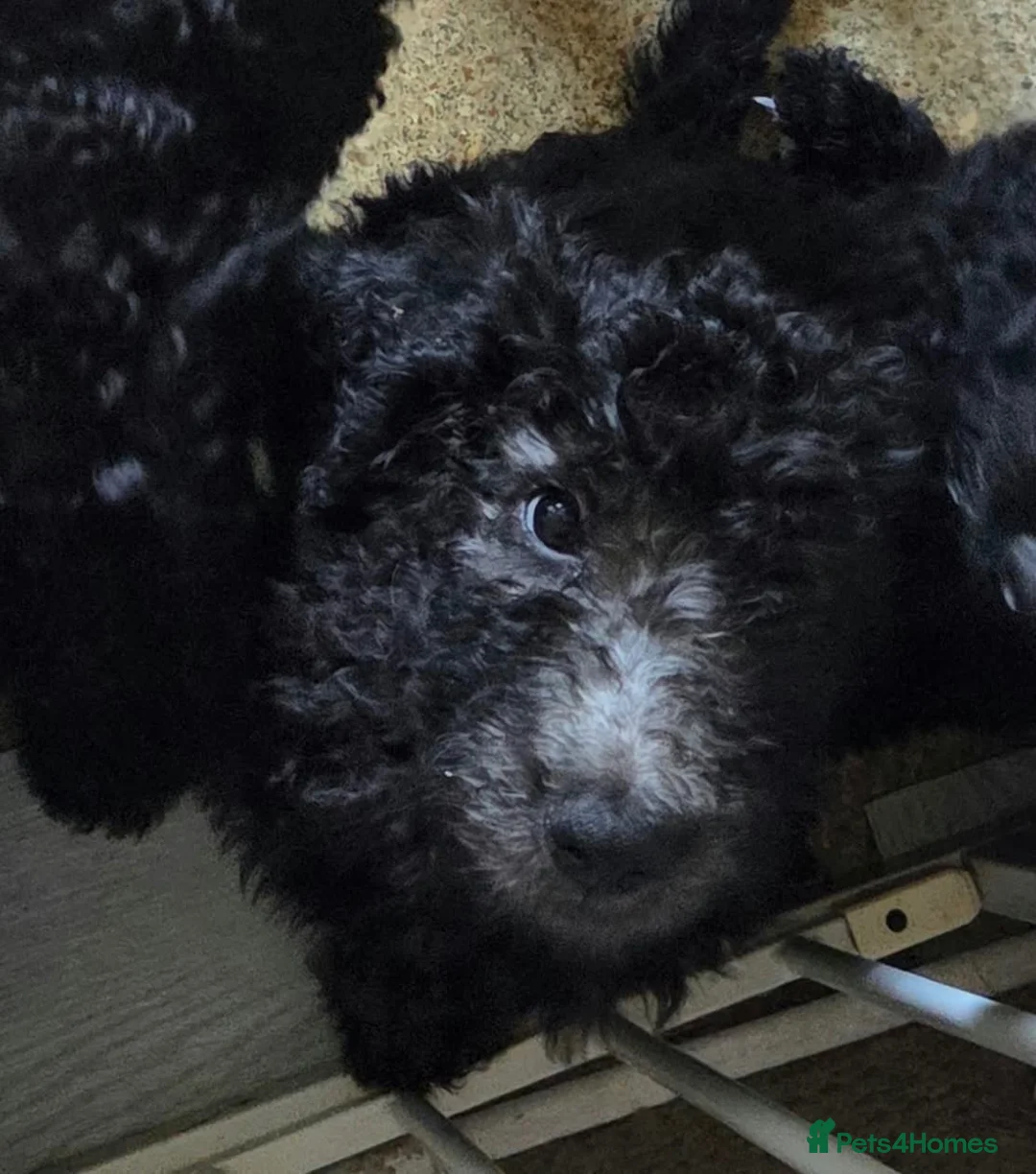 Poodle dogs for sale: Royal Standard Poodle puppies for sale - Advert 2