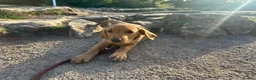 Labrador Retriever dogs for sale: Pedigree Labrador pups ready to go - Advert 3