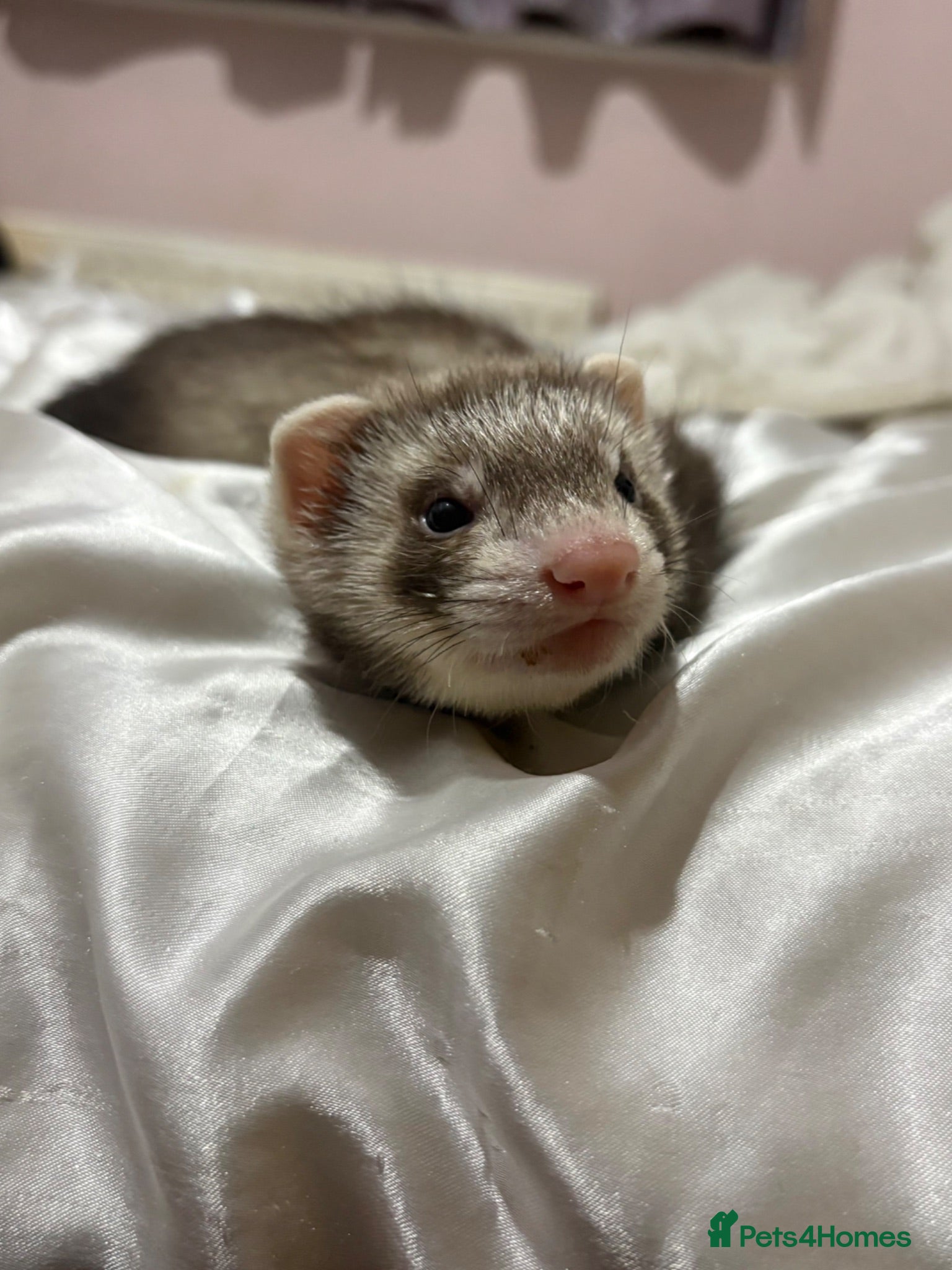 Ferret rodents Male ferret kit - Advert 4