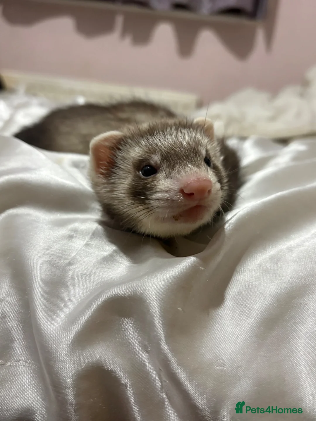Ferret rodents for sale: Male ferret kit - Advert 1