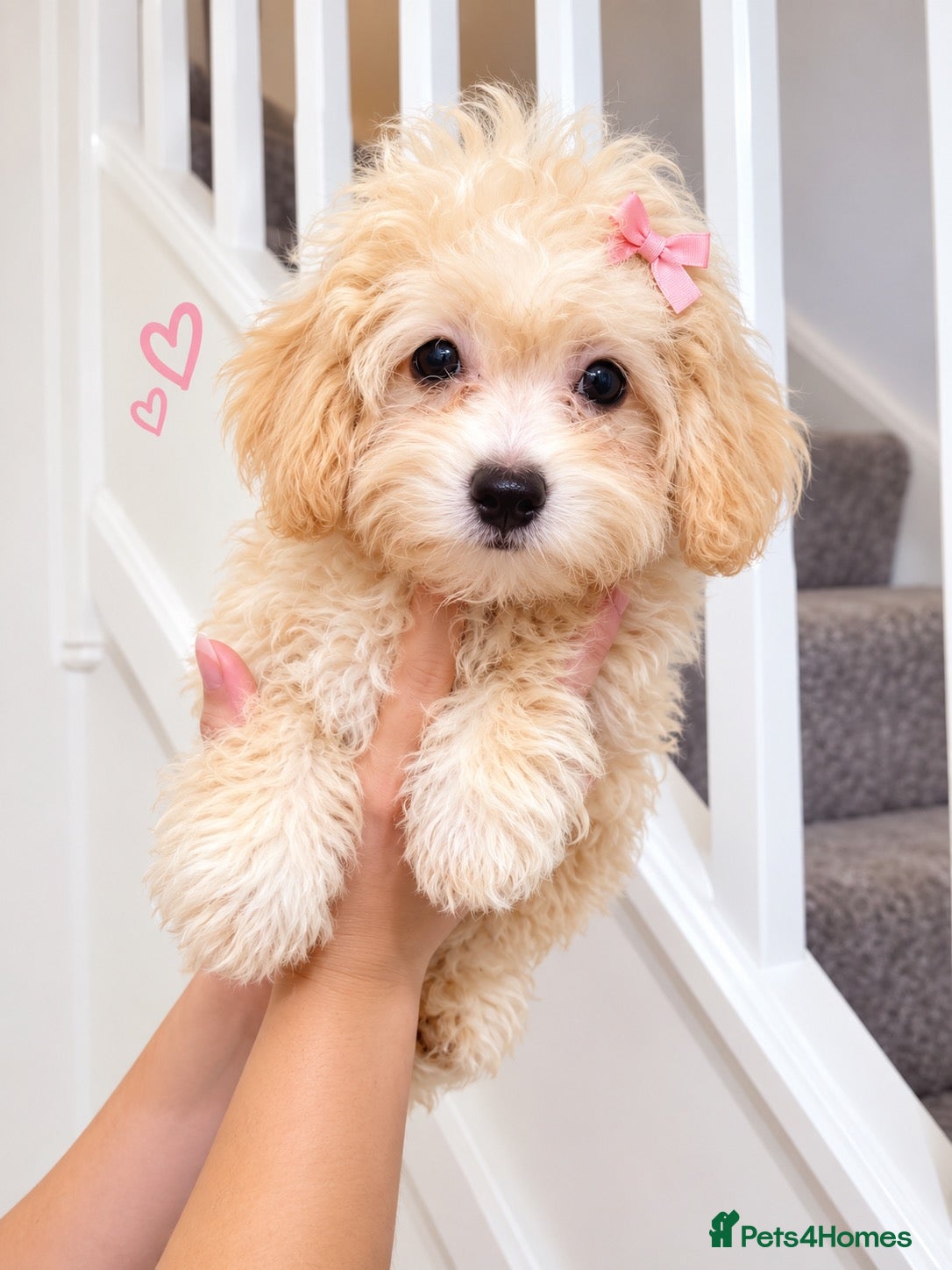 Maltipoo dogs Beautiful Asian maltipoo puppies  - Advert 2