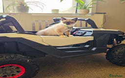 Mixed Breed cats for sale: Snowshoe Kitten Looking For His Forever Home - Image 5