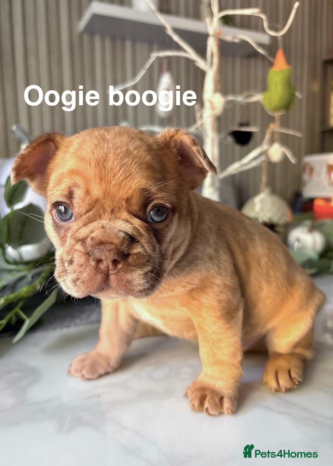 French Bulldog dogs Kc registered new shade french bulldogs  - Advert 1