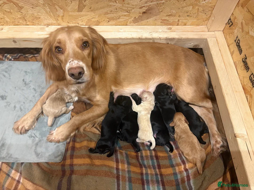 Sprocker dogs for sale: Beautiful sprocker spaniel puppies - Advert 2