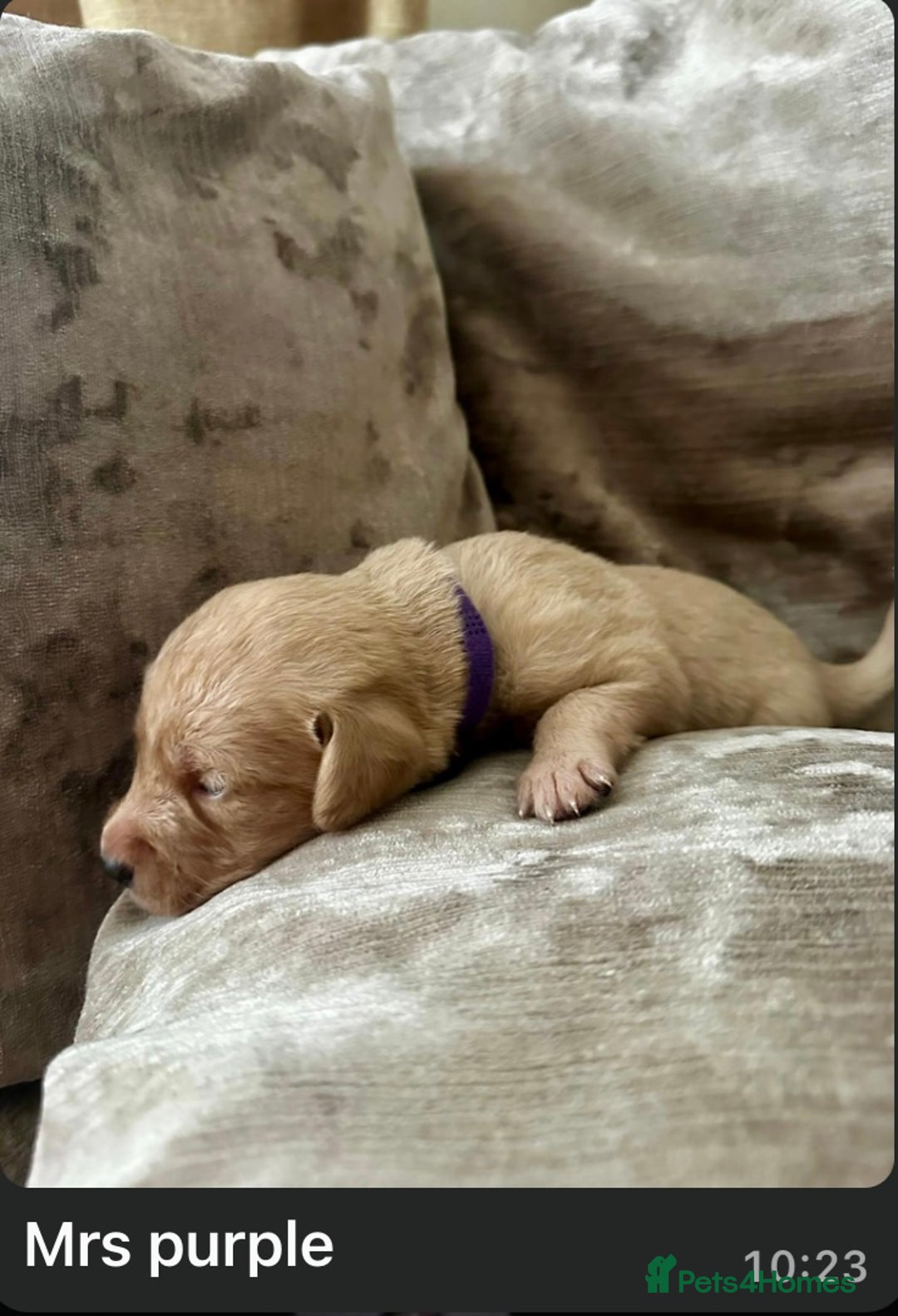 Mixed Breed dogs for sale: Beautiful litter of golden labradoodles - Image 31