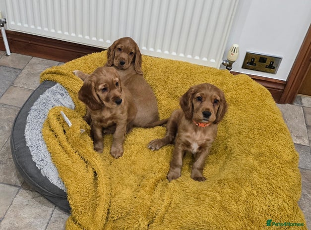 Cocker Spaniel dogs - Advert 3