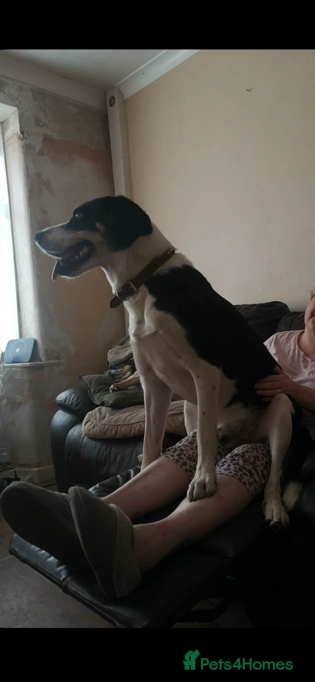 Mixed Breed dogs for sale: Bryn- collie x fellhound  - Advert 4