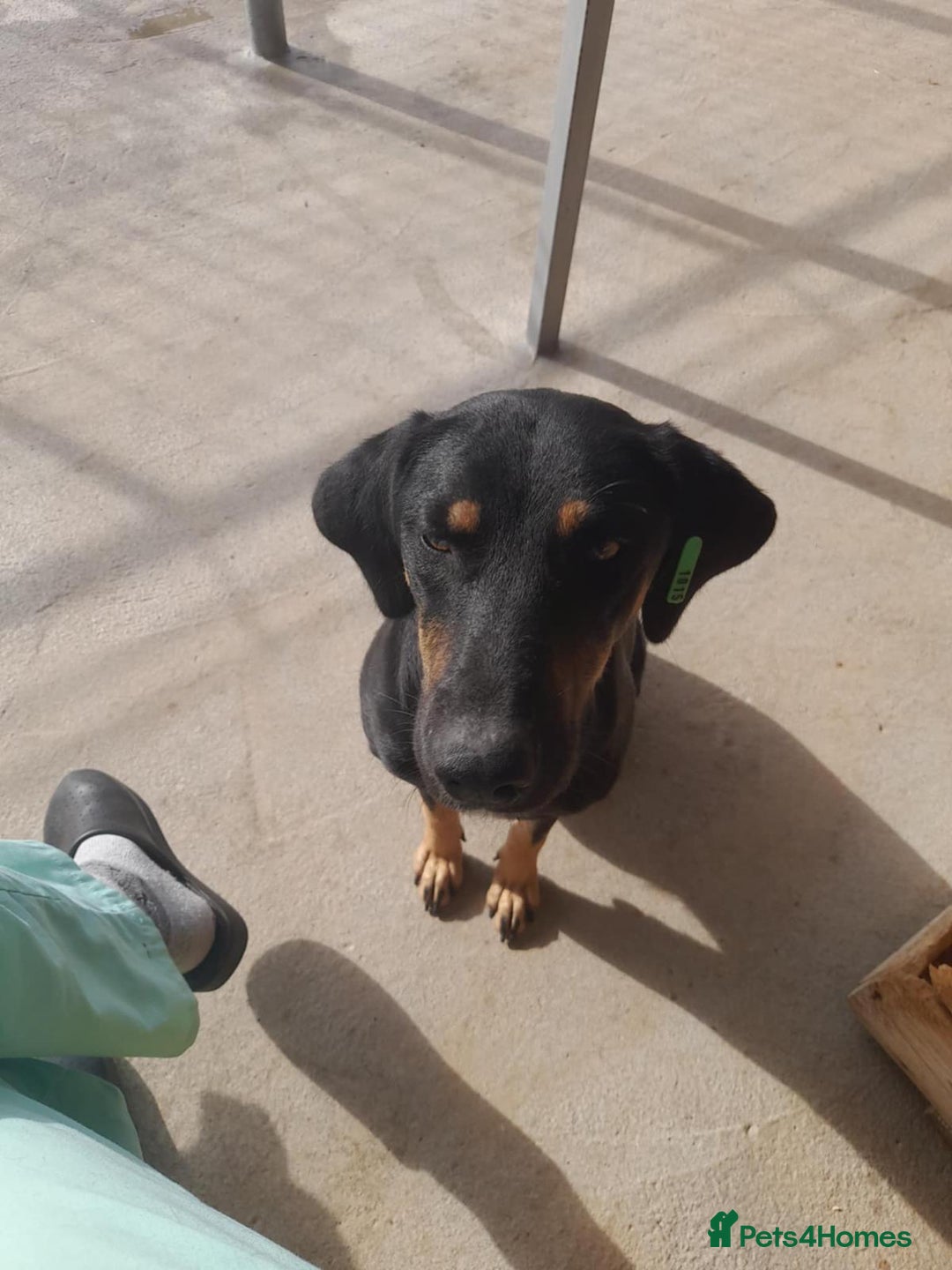 Mixed Breed dogs for adoption: Bella, 2 yrs old. Available for adoption. - Advert 2