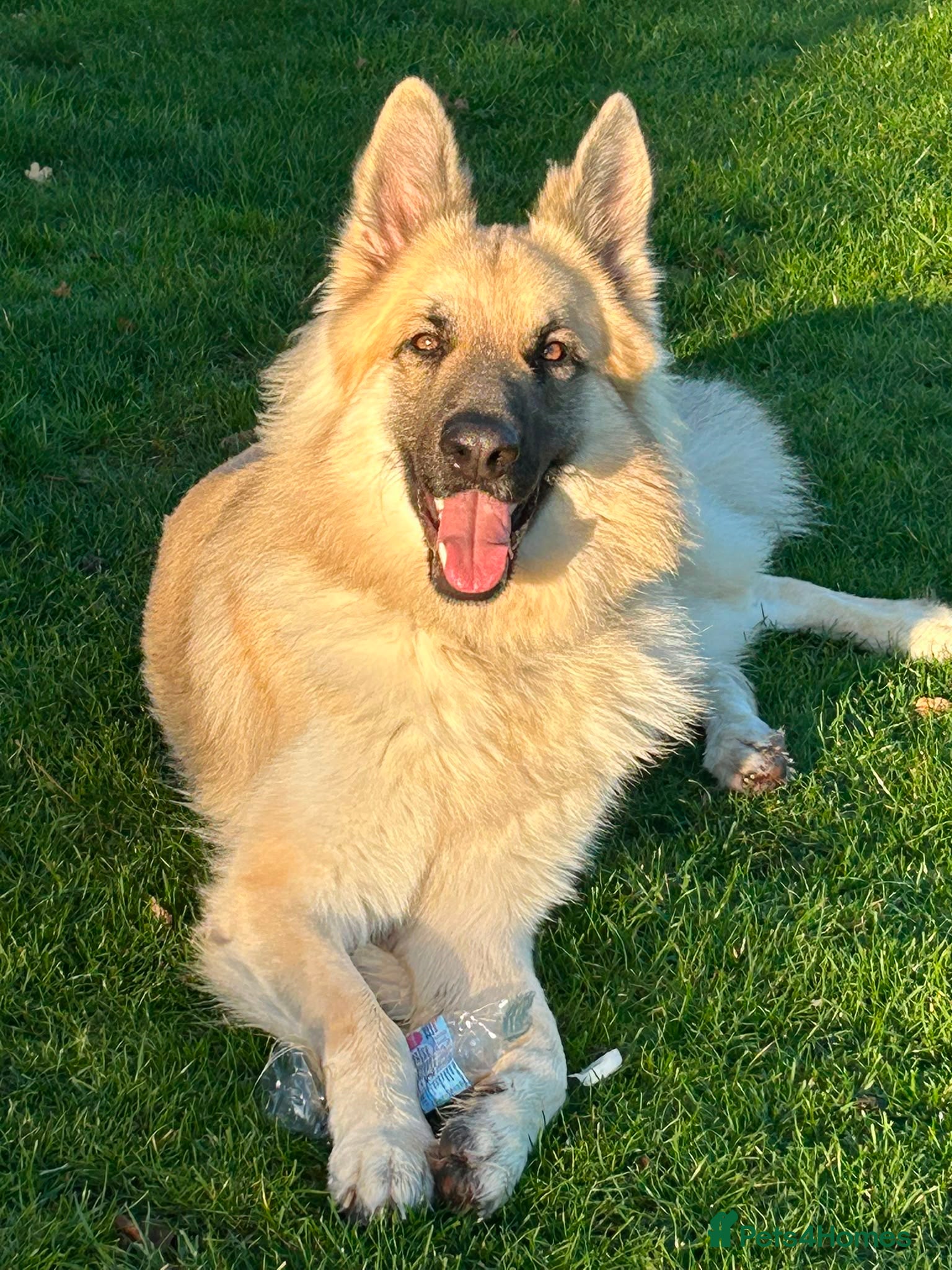 German Shepherd dogs Long haired German shepherd KC registered stud  - Advert 9