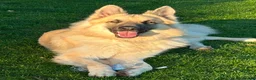 German Shepherd dogs for stud: Long haired German shepherd KC registered stud  - Advert 1