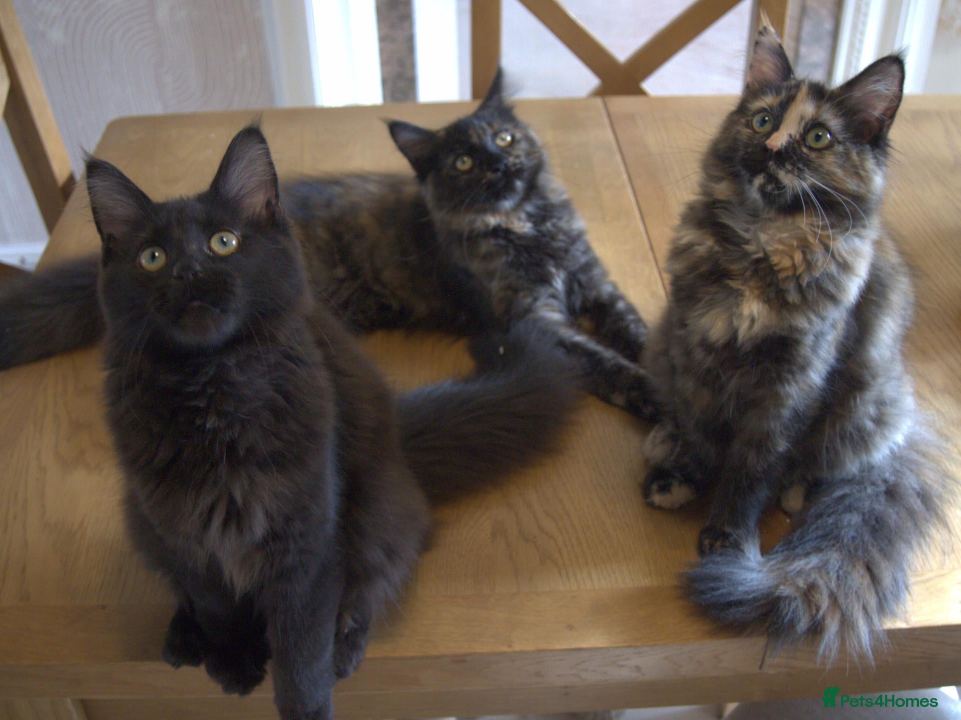 Maine Coon cats 3 maine coon kittens ready in Bury - Advert 12