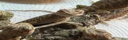 Bearded Dragon reptiles for sale: Baby Bearded Dragons. Visual Dunners & Hypos - Advert 22